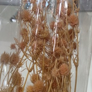 【台灣現貨速發】刺芹永生花小份量花草，永生花花材，母親節捧花裝飾DIY, 粉橘