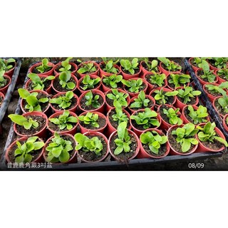 花花世界 蕨類 普鹿鹿角蕨 3吋盆/高5-10cm, 1個