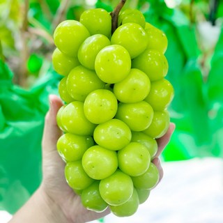 [전라도청년] 프레시 입당도 15브릭스 자체선별 샤인머스켓, 1박스, 가성비 실속형 1kg(2-3수)