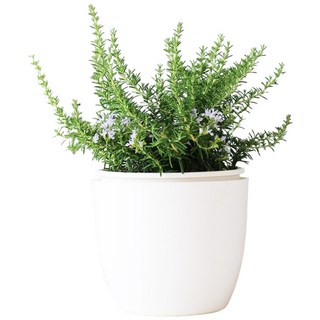 森林有塊田 藍小孩迷迭香(最會開花)盆栽，附肥料，白色盆，天然防蚊防蟲香草植物, 白色, 1個