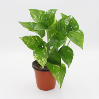 [골든플랜트] 스킨답서스 청스킨 관엽 실내공기정화식물, 1개