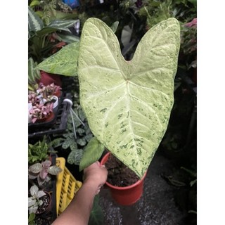 霏霏園藝 綠蛙錦彩葉芋 觀葉植物 迷彩斑葉 室內盆栽 淨化空氣 陽台植物, 1個