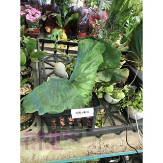 花花世界 蕨類普象鹿角蕨4吋黑軟盆栽 (高10-20cm) 室內綠植盆栽, 1個