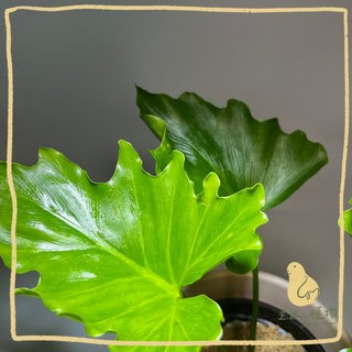 歪皮植物 小天使蔓綠絨 奧利多蔓綠絨 觀葉植物 幼株可愛 新手友善 耐陰耐旱 室內陽台造景首選, 1個