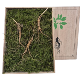 [천산삼] 국산 산양삼 10년근 지리산 장뇌삼 산양산삼, 10개, 10g