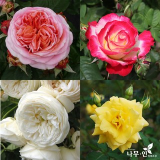 [나무인] 고급사계정원장미 30품종, 1개, 매리앤
