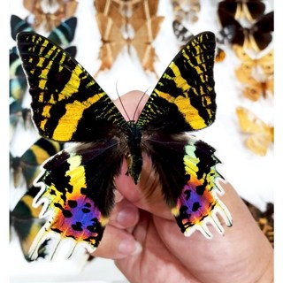 蟲新發現 蝴蝶標本A1 三尾燕蛾 未展乾貨 特價中，昆蟲收藏家的首選，感受大自然的奧妙, 1個, 天線脫落可修復