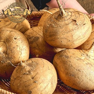 [프리미엄 슈퍼 푸드 히카마 멕시코 감자] 베트남 25년 햇 히카마 멕시코 감자 저농가 혈당 도움 관리, 1박스, 정품 로얄 히카마 10kg 특특품