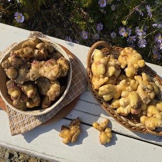 국내산 햇 생강 흙 세척 생강 신선한 알뜰 특품 대용량 영주 봉화, 흙생강 알뜰, 5kg, 1개, 흙생강 알뜰 5kg