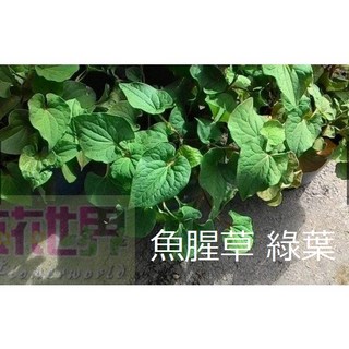 花花世界 香草植物魚腥草 (有2組品種) 臭臊草 5吋盆/高20-30cm, 1個, 綠葉品種