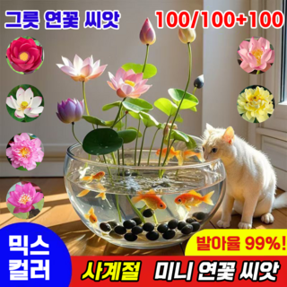 [국내배송] 100알 미니 연꽃 씨앗 수경식물 연못 수중재배 관상용 수련 그릇 행운 수반 연꽃 종자 실내식물, 100개
