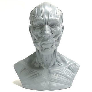 北星文化 藝用人體解剖模型 肌肉半胸像 (灰色), 灰色, 1個