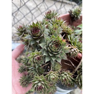 霍特盛典 多肉植物組合盆栽，卷絹/觀音蓮/繡球/滾球/皮賓，新手推薦易種植, 皮賓卷絹, 1個