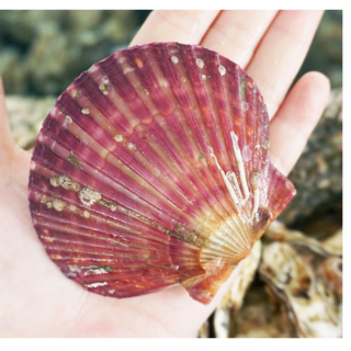 산지직송 제철석화5kg 통영석화 평일 당일출발, 1개, 홍가리비1kg