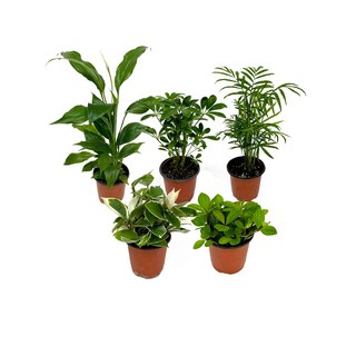 감동샵 공기정화식물 소품 51종 중 관엽식물 산세베리아 키우기 쉬운 반려 식물, 1개, 스킨답서스