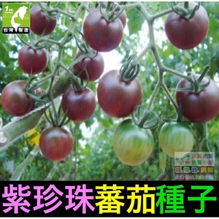 我想發芽 紫珍珠蕃茄種子，盆栽聖女果種子，易栽好活，約25粒/包, 1個, 紫珍珠蕃茄種子 (約25粒/包)