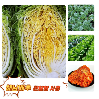 [굿피플] 맛있는절임배추 절인배추 김장 괴산 해남강원도배추, 20kg, 1개, 절임배추(7~9포기) 출고희망일