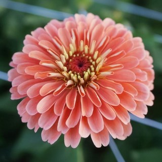 백일홍 베너리스 자이언트 살몬 로즈 씨앗 10립 (유아그린/Z0103), 1개