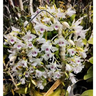 Den. Parishii semi alba 七仙女 超香 高芽蘭花，清新脫俗、容易栽培, 1個