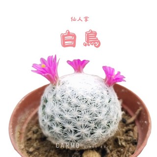 CARMO白鳥仙人掌成株(1吋)新手入門推薦 夏日好養 多肉植物 療癒植栽, 1個, 3顆1組
