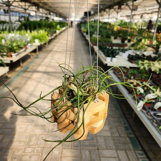 볼보사 나무화분 포함 소품테라리움 비바리움