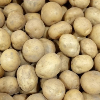 포슬포슬 맛있는 햇감자 사이즈별, 햇감자 왕특, 3kg, 1개