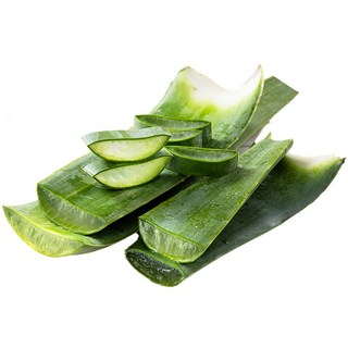 [유기농인증] 친환경 당일수확 알로에 생잎, 1개, 2kg