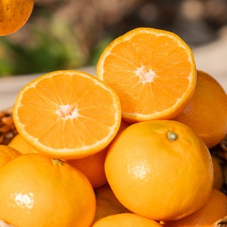 [200박스한정] 고당도 효돈 타이벡감귤 초특가, 1개, 고당도) 10kg 중대과(L~2L)