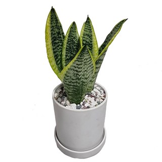 도도팜 화이트화분 스투키 산세베리아 몬스테라 호야 테이블야자 보석금전수 율마 녹보수 아이비식물 고무나무 오렌지자스민 파키라 지리홍 문샤인 스킨답서스 블루버드 맛상 천냥금, 1개, 02. 화이트 수퍼바 1개