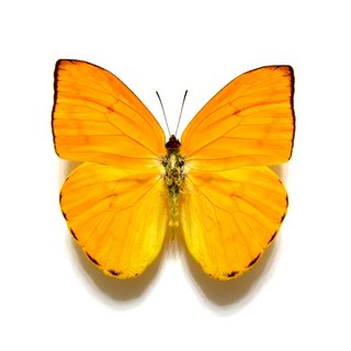 蟲新發現 蝴蝶標本A1 Phoebis argante 未展翅乾貨 DIY科學實驗套裝, 1個