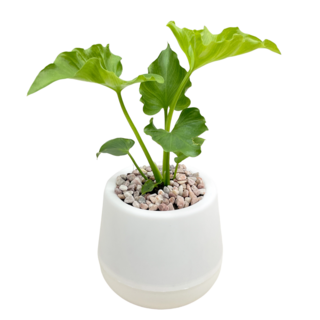 小品文化 小天使【現貨】3吋雪胖免澆水盆栽｜室內植物 懶人盆栽 水培盆栽 觀葉植物, 白色盆子, 1個