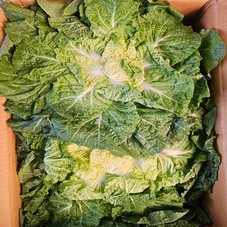 초특가 일등농수산 유명산지 정품 봄동 배추, 1개, 2kg