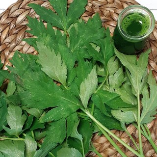 친환경 유기농 신선초 녹즙용, 신선초 3kg, 1개