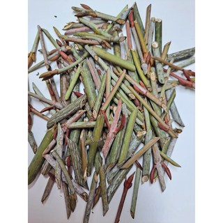 [달오개농장] 자연산 벌나무 잔가지 벌나무건조 벌나무생가지 벌나무껍질 산청목, 잔가지(건재)500g, 1개