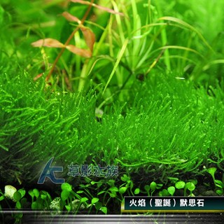 【AC草影】火焰（聖誕）默思石 水生植物 陰性水草, 1個