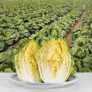 국내산 강원도 해남 통 배추 김장배추 1통 3kg 내외, 1개, 9kg