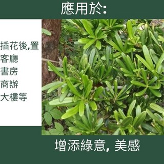 建方松園 羅漢松葉材 600g，新鮮採摘，適用於聖誕花環、居家插花布置，增添綠意美感