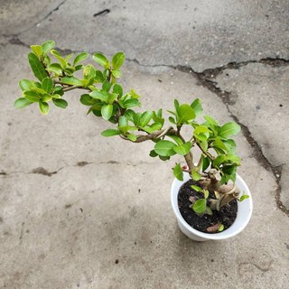 P老闆園藝 西印度櫻桃 4號圓盆, 1個