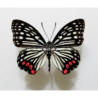 蝴蝶標本A1 紅星斑蛺蝶 未展乾貨，昆蟲標本收藏，科學研究教學材料