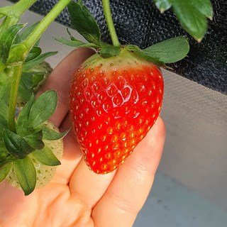 [당도선별] 국내 유명산지 설향 금실 홍희 킹스베리 생 딸기, 1개, 상 500g*2팩