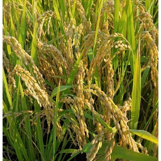 [품안농장] 백진주 햅쌀 10kg 단일품종, 1개, 보통등급