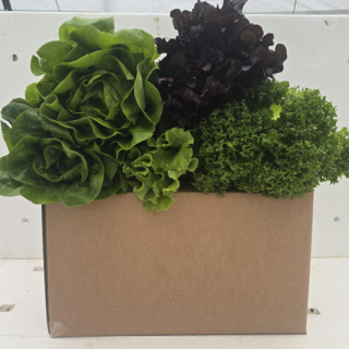 유럽샐러드상추 1kg 3kg 샐러드상추 유럽상추 샐러드채소 샐러드용상추 농가직송 산지직송 신선채소 샐러드믹스 다이어트식단 건강식 프리미엄 유럽식샐러드, 1박스