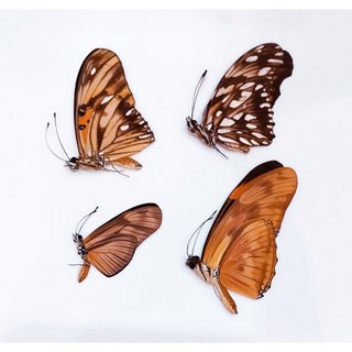 蟲新發現 蝴蝶標本A1 南美袖蝶類四種一組 未展翅乾貨，昆蟲收藏、自然科學研究