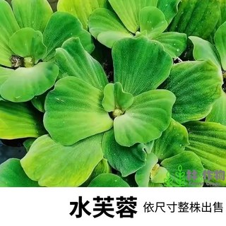 林作物 水草 現貨 水芙蓉 漂浮水草 陽性草 水上葉 耐熱水草 新手級, 1個, M （直徑約5-7公分）