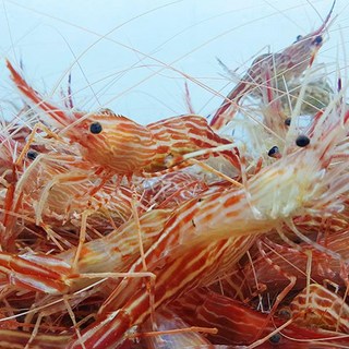 오오수산 동해안 꽃새우1kg(50미내외)/독도새우, 1개