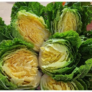 시원하고 부드러운 식감 국내산 산지직송 강원도 생배추 김장 배추, 1박스, 10kg