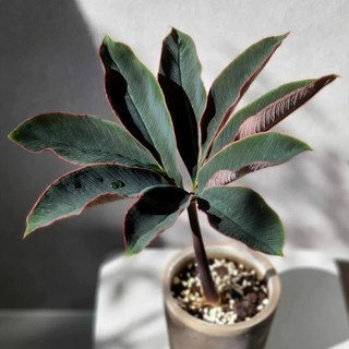 苔鑽 巫魔芋百合 種球 (約1-3公分) - 暗黑觀葉植物盆栽, 1個, 1顆-巫蠱百合種球（裸根寄送）,約1～3公分（隨機出貨）