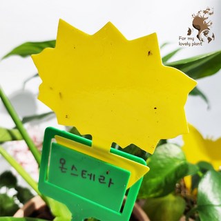 거목산업사 끈끈이트랩 30개 트랩픽 3개 세트 틈새 날벌레퇴치 뿌리파리 올킬 가든트랩, 랜덤모양 30개 + 트랩픽 3개, 1개