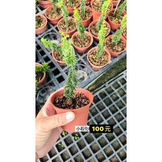 霏霏園藝小石化多肉植物盆栽 迷你療癒系 居家辦公室綠植裝飾 特價100元, 1個