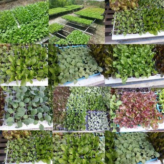 오이 모종 4개 백오이 백다다기 조선오이 백다다기 4개 (FM)